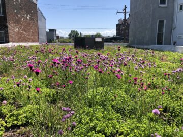 Spring blooms